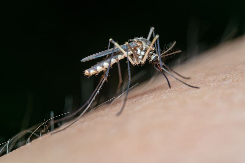 Close up shot of a mosquito on human skin
