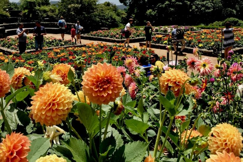 Flowers in a garden