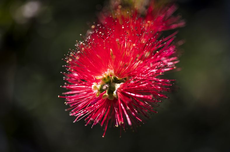 Bottlebrush