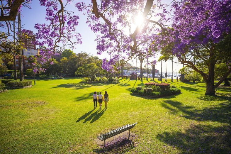 Friends walking under Jacarandas at Kirribilli