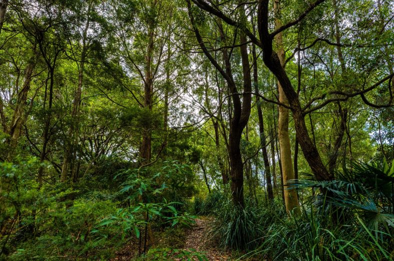 Ironbark forrest