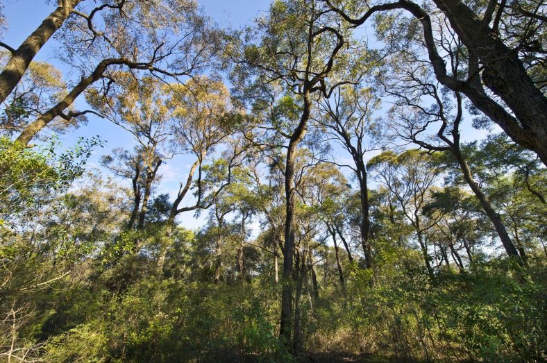 Ironbark Forest