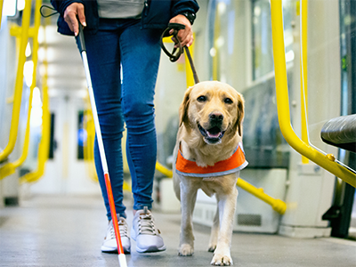 A guide dog on a light rail tram.