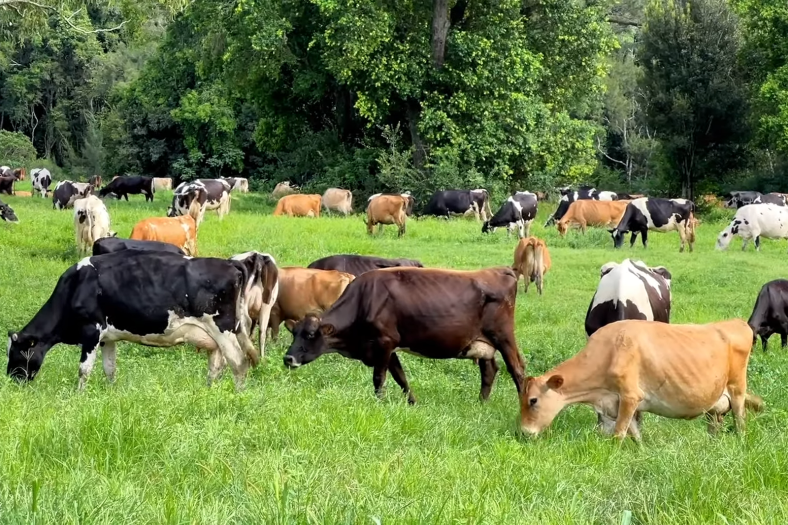 Livestock cows black, brown and light brown eating in lush green field