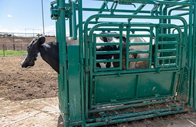 Cow standing in a cattle crush.