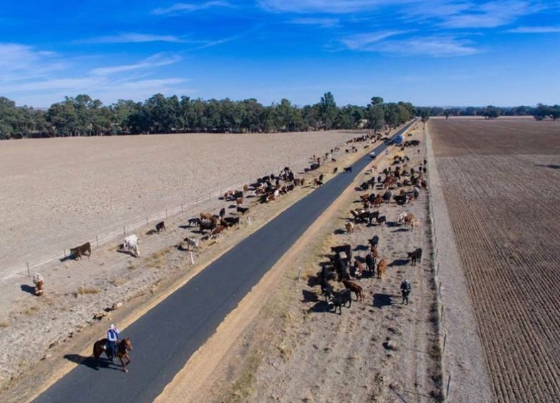 cattle grazing along a roadside TSR with a horse and rider in the foreground