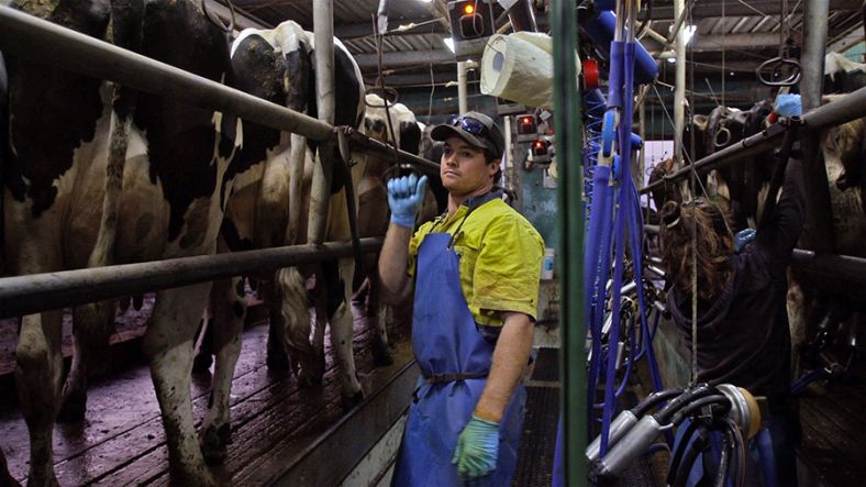 Dairy farmers in a dairy shed with with black and white cows behind railing