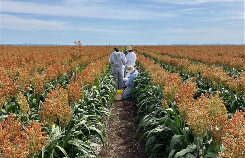 Biosecurity officers in protective clothing inspecting a field sorghum