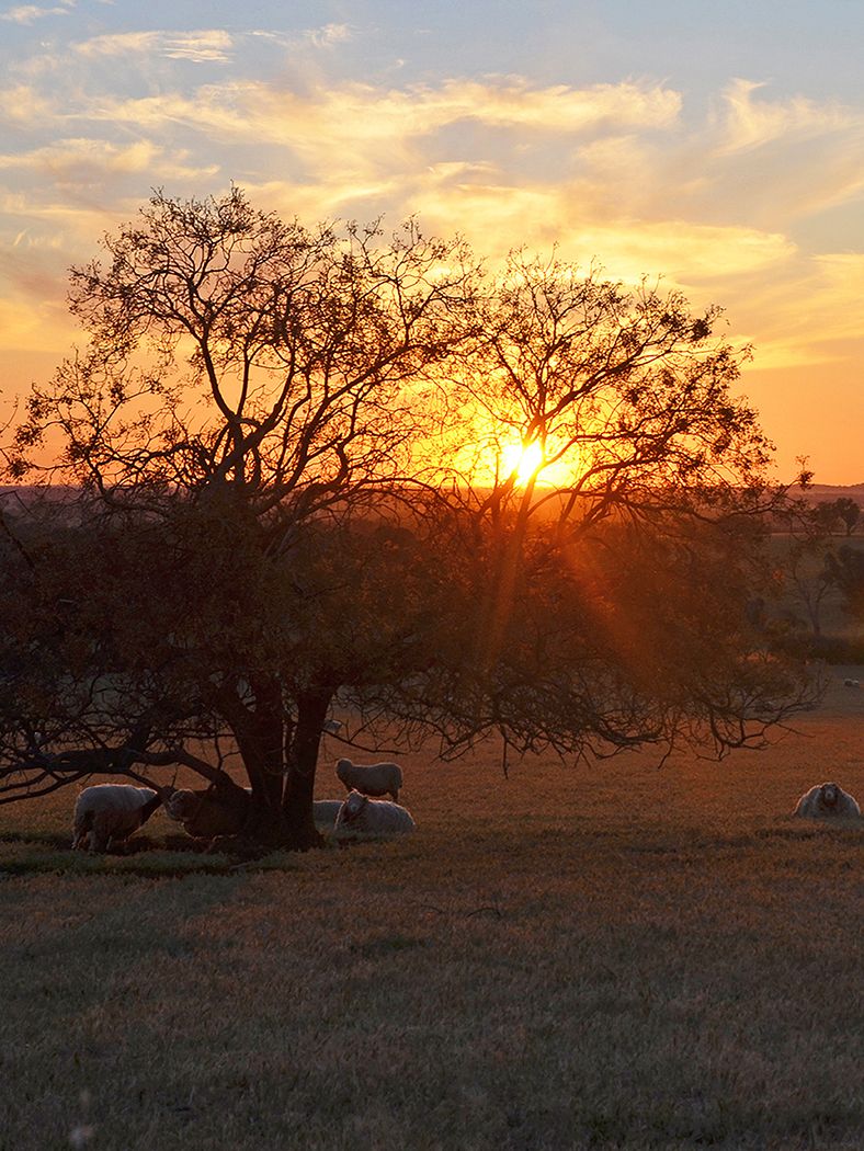 Sheep resting under a tree bathed with orange-gold light from the sunset