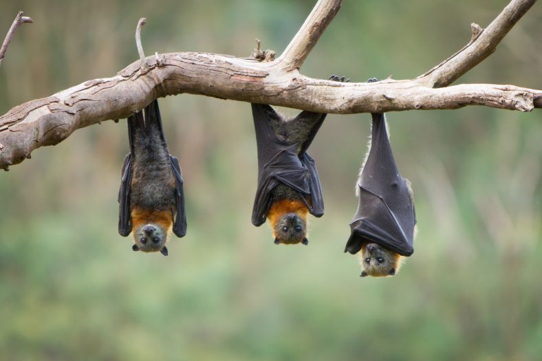 Bat flying fox