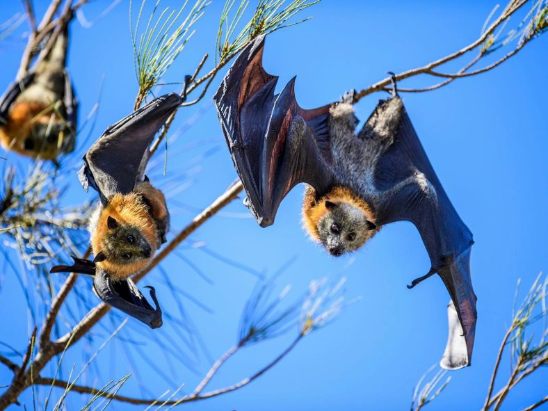 Grey-headed Flying Fox Camp