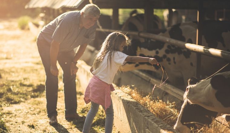 A young girl helping a farmer feed cows fodder