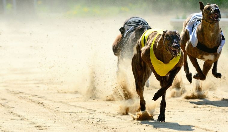 Greyhounds racing