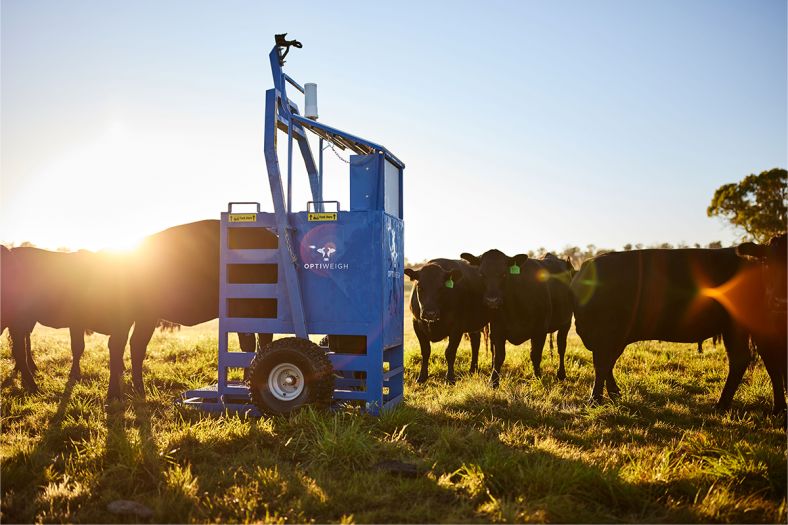 Landscape shot of cows surrounding machinery on a farm as the sun sets