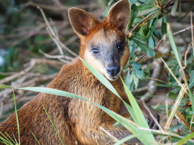 Closeup of a wild Australian Swamp Wallaby in the bush - Cape Byron headland, Byron Bay, north coast NSW. Soft focus background.