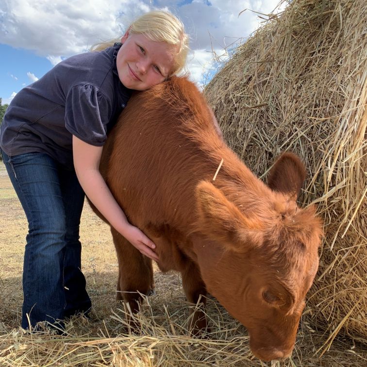 Young girl cuddling cow next to bail of hay