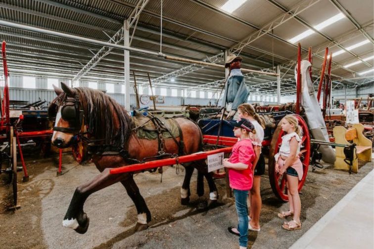 Gilgandra horses 