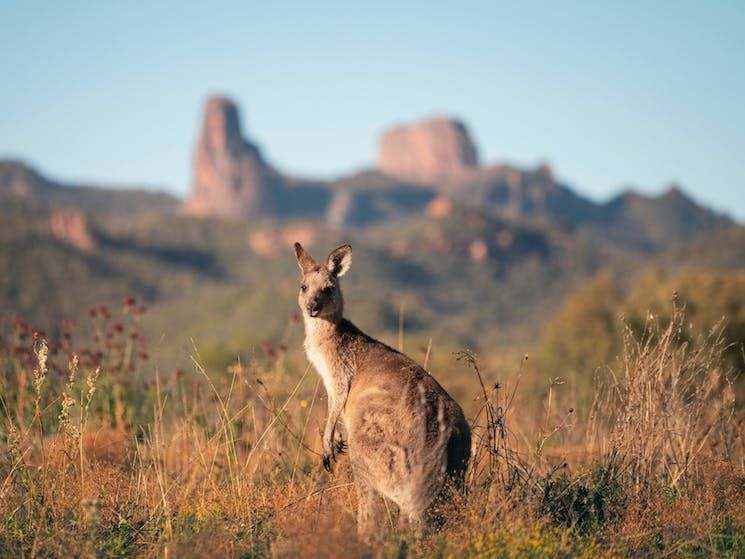 Baradine Kangaroo Warrumbungles