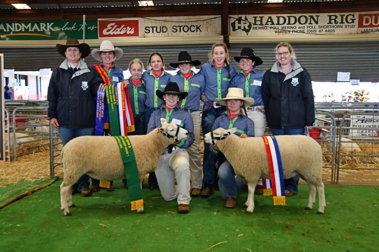 Baradine Central School sheep