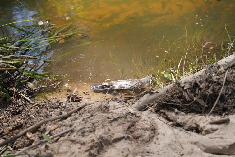 Penrith Platypus, WestInvest