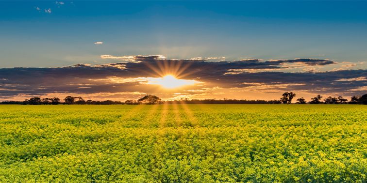 Warren Canola