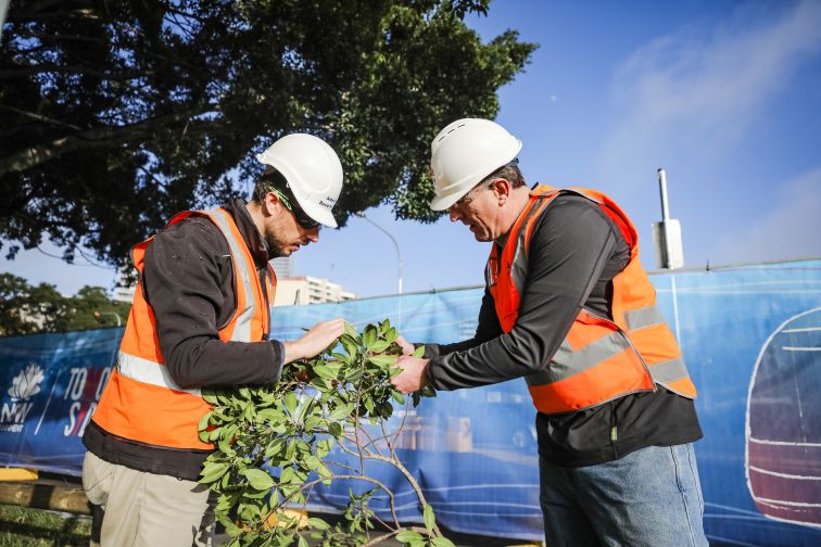 Workers wearing high-visibility clothing are conducting an environmental analysis along Parramatta Light Rail route. 