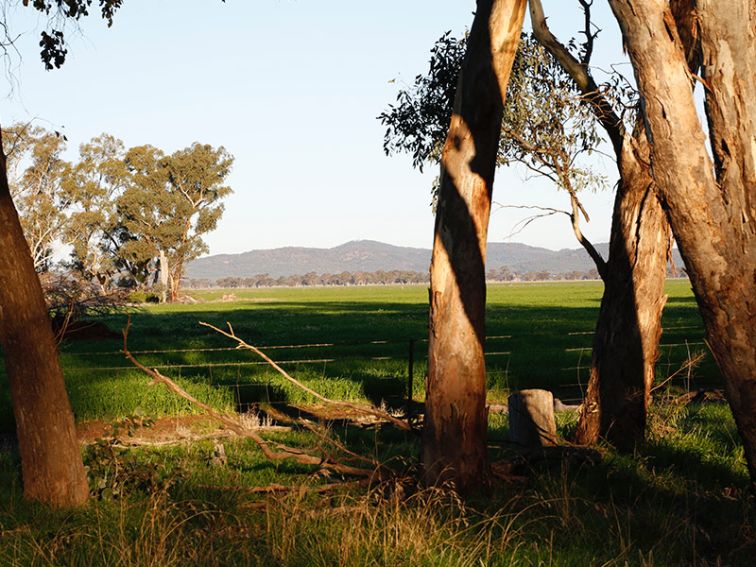 sun shining through trees at Narromine