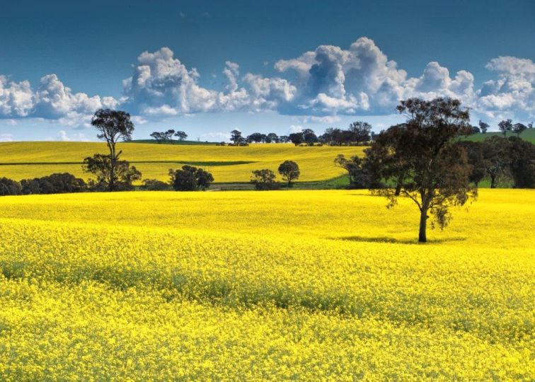 Cowra Canola