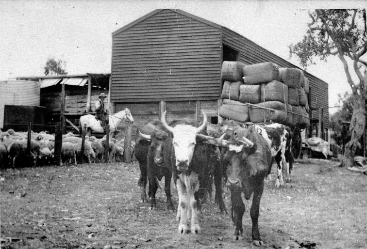 A bullock cart hauling wool at Glen Innes, circa 1890.