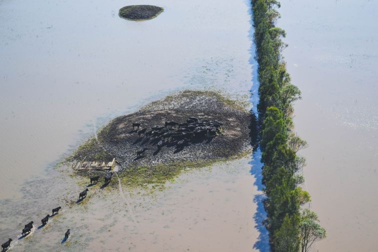 Aerial view of cattle in floodwater heading towards high ground and food.