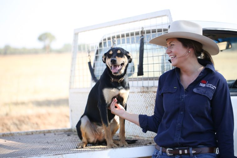 A dog sits on the back of a ute tray next to a LLS biosecurity and welfare staff member.