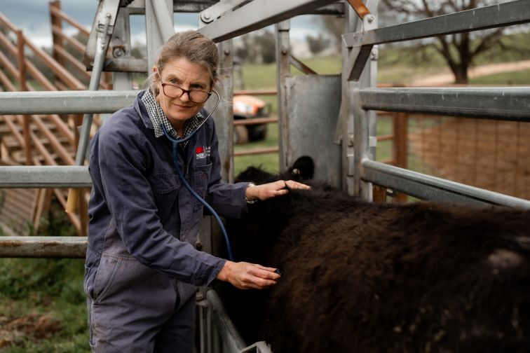 An LLS veterinarian does a health check on a cow in a cattle crush. 