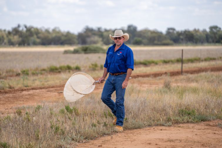 An LLS officer is in paddock with net in hand to catch locusts.