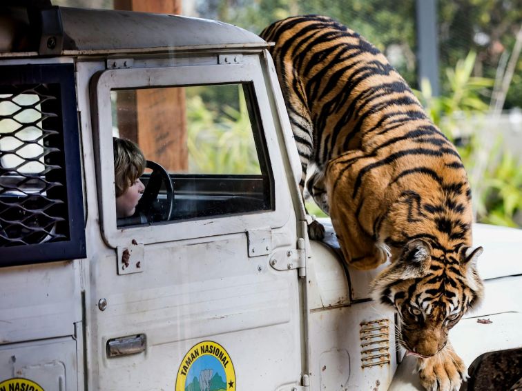 Tiger Trek