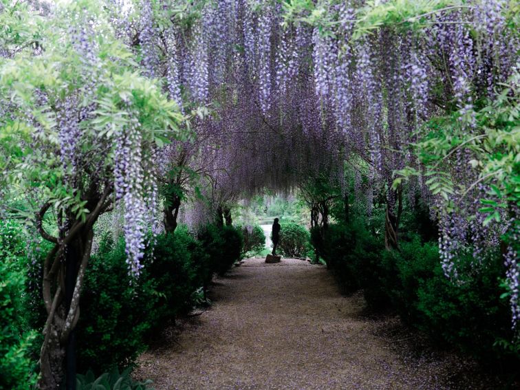 Glenrock Gardens Wisteria Tunnel