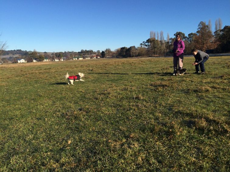 Dogs playing