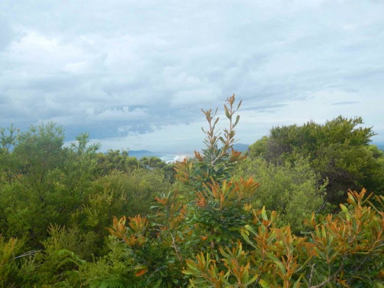 Kinchela Trig lookout walk, Hat Head National Park. Photo: Debby McGerty/NSW Government