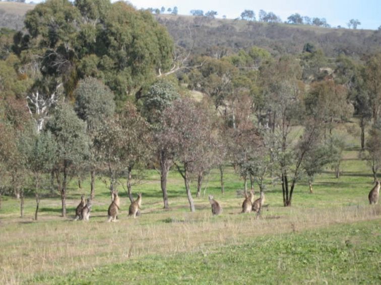 Birdwatching, Bathurst, Boundary Road Reserve