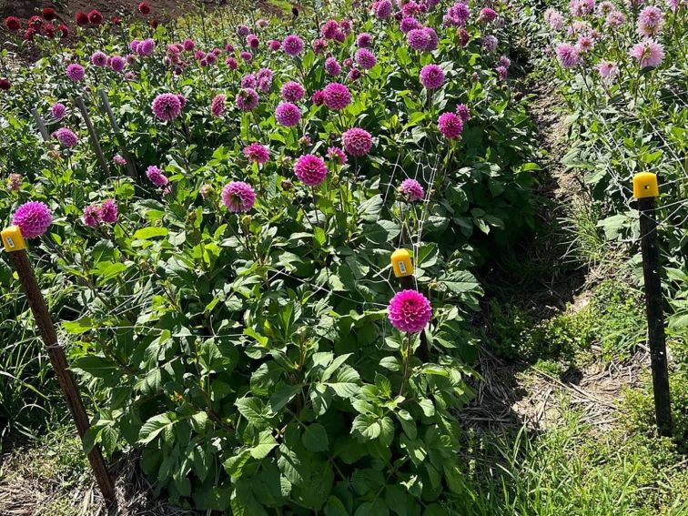 Glenbernie Family Farms