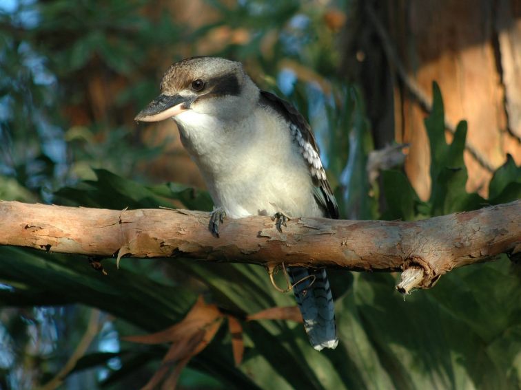 Kookaburra