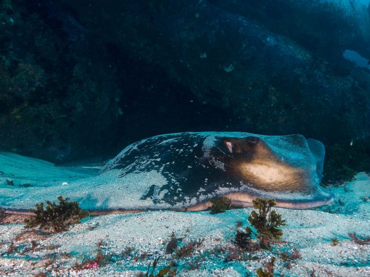 Snorkeling Cabbage Tree Bay, Eagle Ray