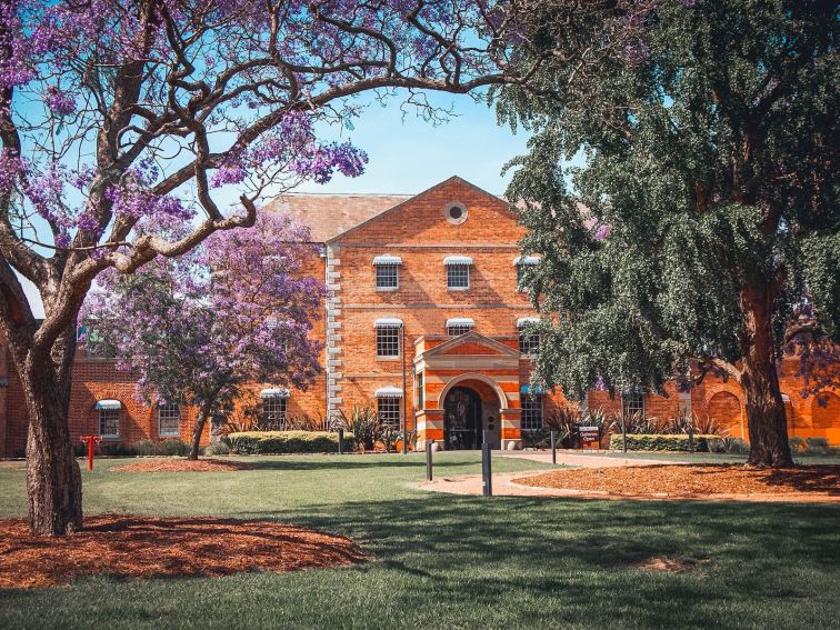 Image of building front including jacaranda tree in bloom