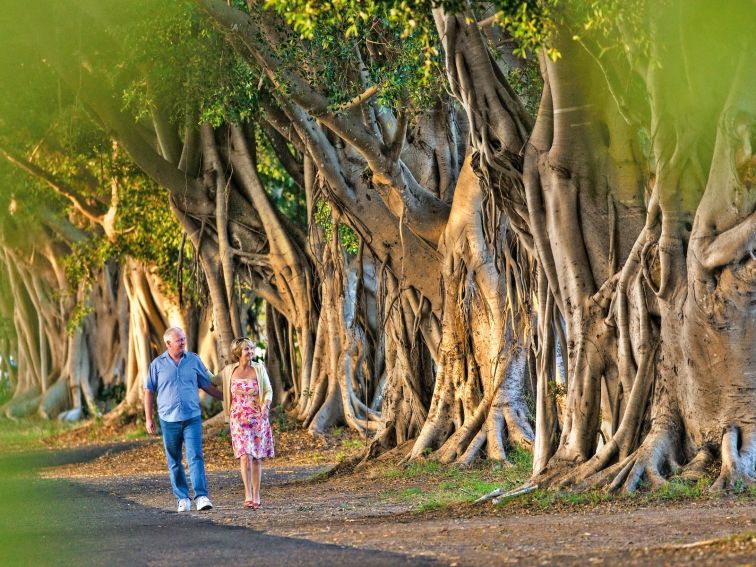 Fig Tree Avenue, Grafton