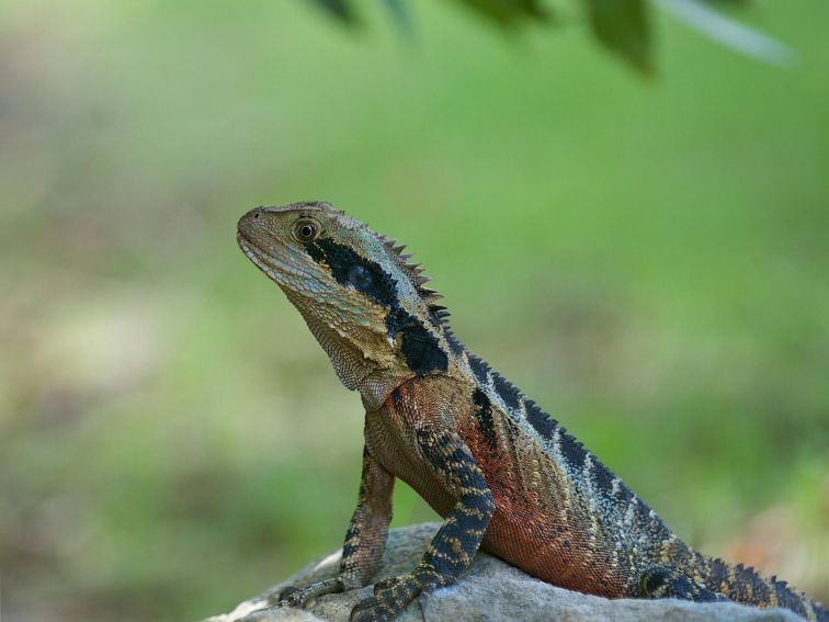 lizard sitting on a rock at a cemetery