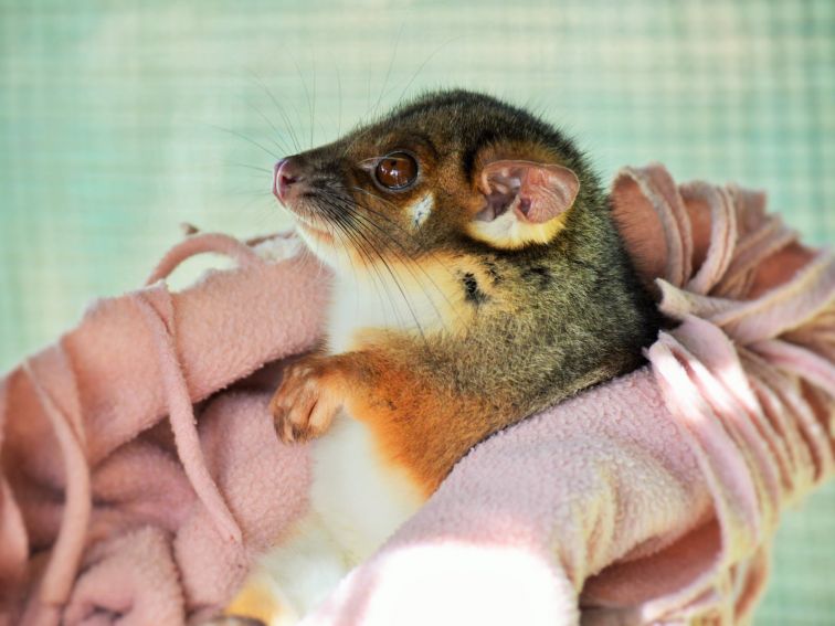 Rescued Ring Tail Possum