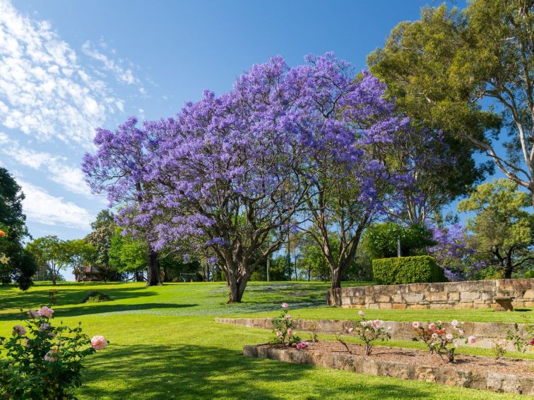 Jacaranda Tree