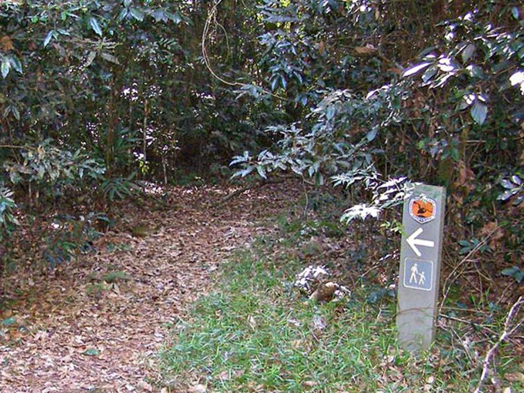 Big Scrub loop walking track, Nightcap National Park. Photo: B McLachlan