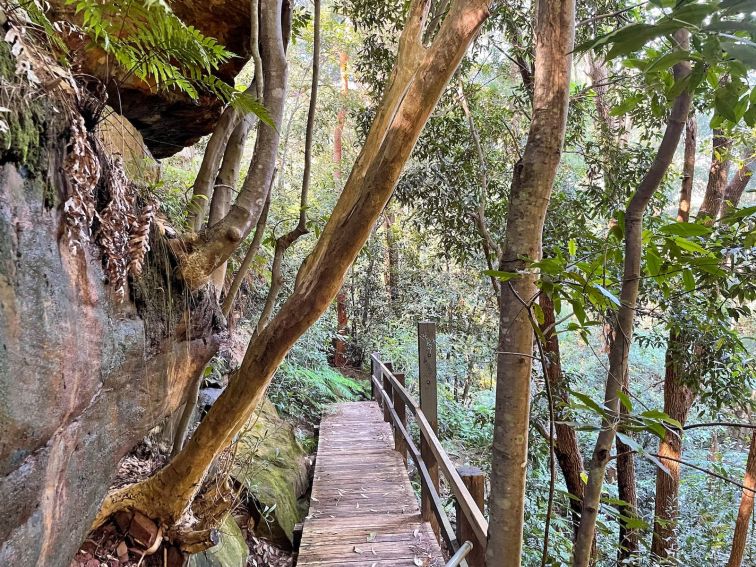 Walking track in the Northern Beaches