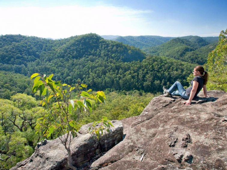 Dubbo Gully loop trail, Dharug National Park. Photo: Nick Cubbin