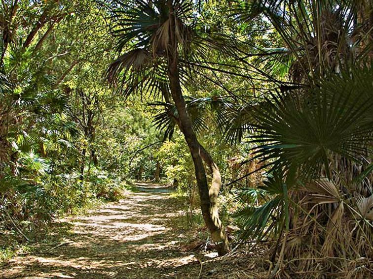 Mungo Rainforest walk, Myall Lakes National Park. Photo: John Spencer/NSW Government